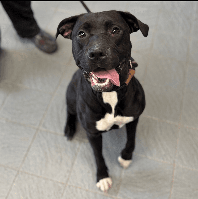 Kallie - Labrador Retriever