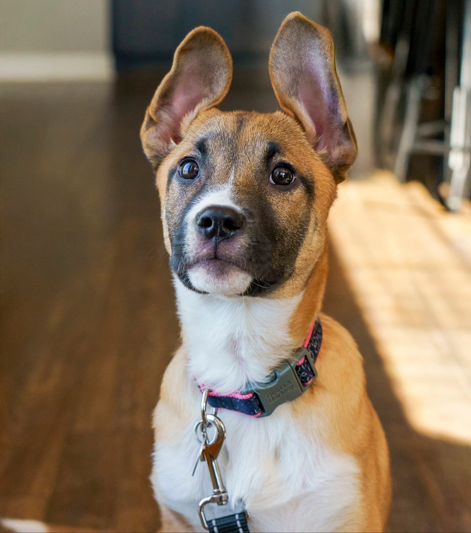 Fumie - German Shepherd Dog