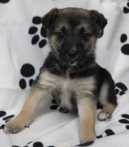 Lilly image 4