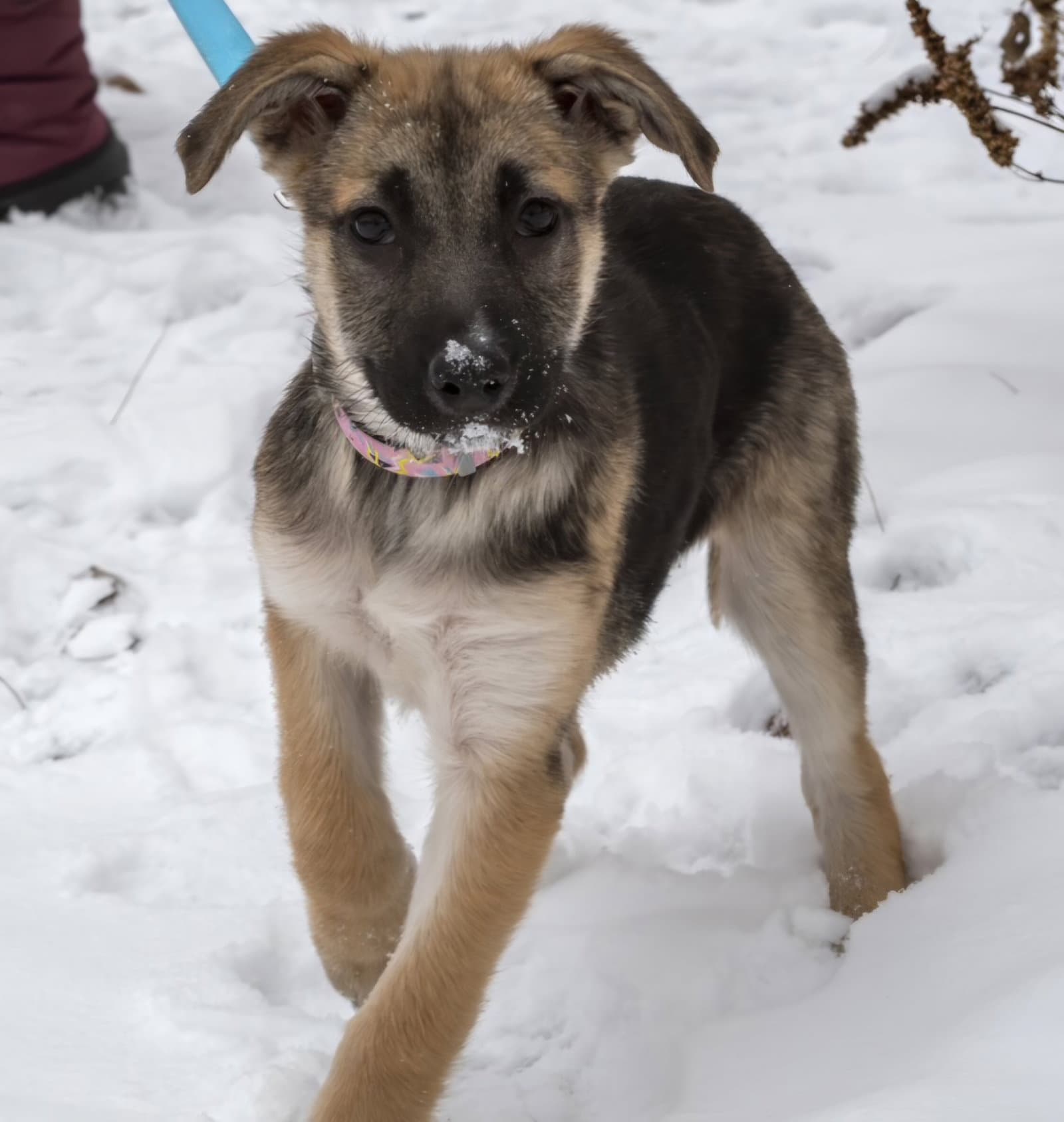 Lilly - German Shepherd Dog