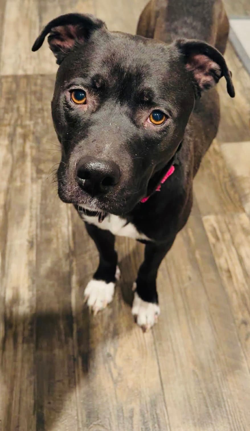 Jupiter - Pit Bull Terrier