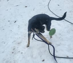 Bailey image 1