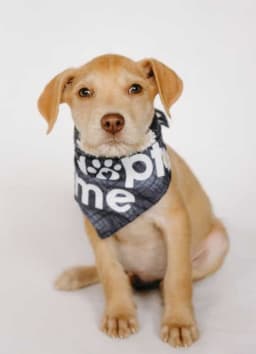 Mack image 1