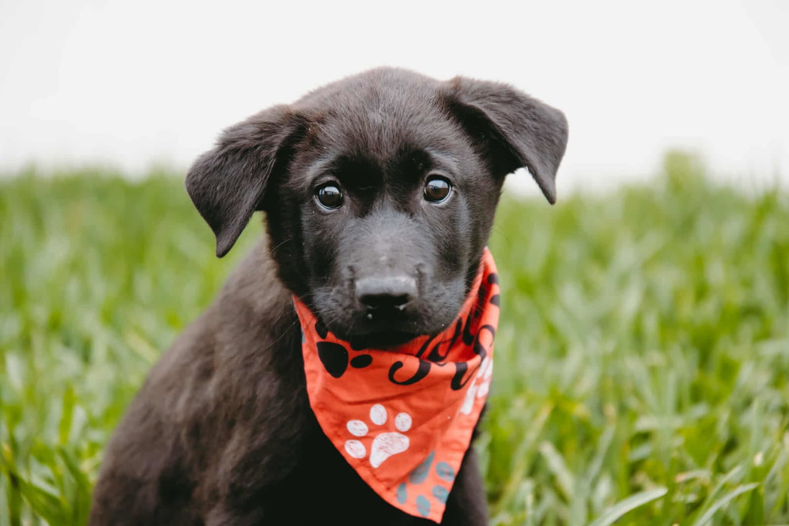 Elroy Jetson - Labrador Retriever