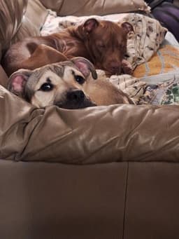 Stevie Marie image 3