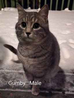 Gumby image 1
