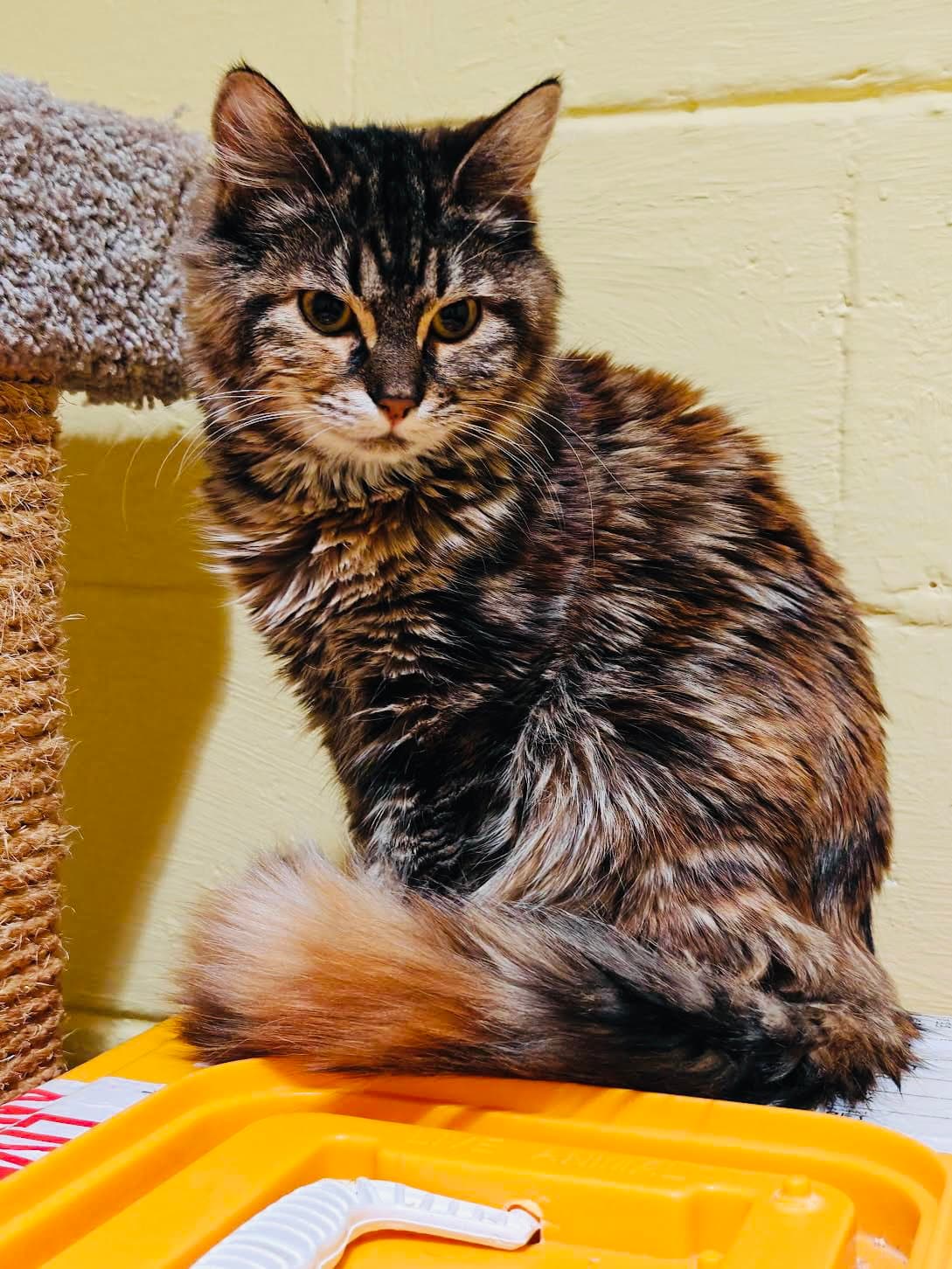 Peanutbrittle - Domestic Medium Hair