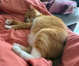 Marmalade image 1