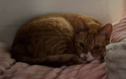 Marmalade image 2