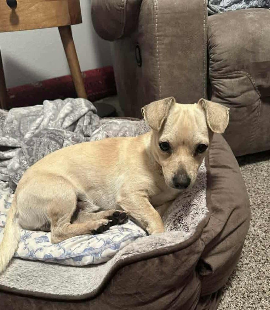 Bagel Arriving - Chihuahua