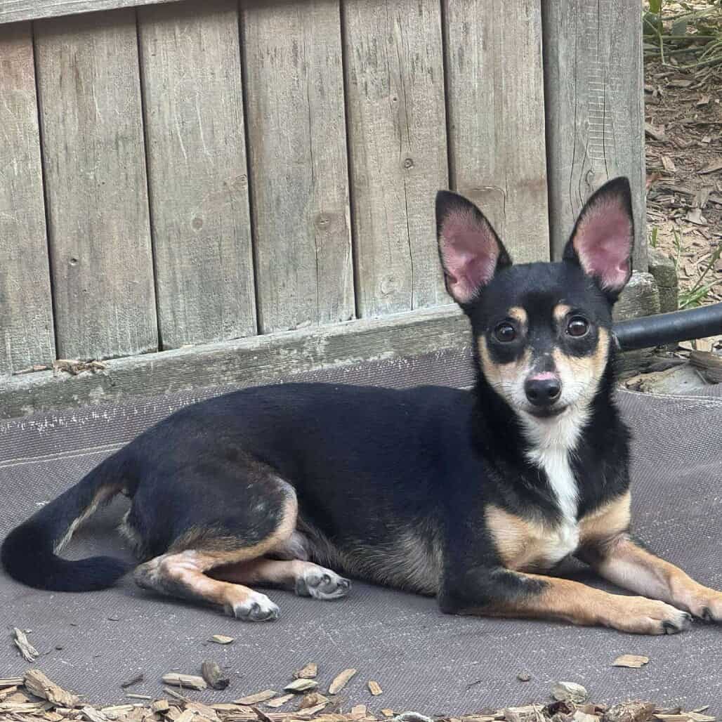 Hubby Arriving - Chihuahua