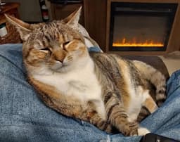 Precious Cuddles image 1