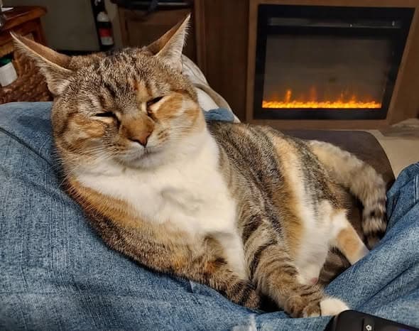 Precious Cuddles - Domestic Short Hair