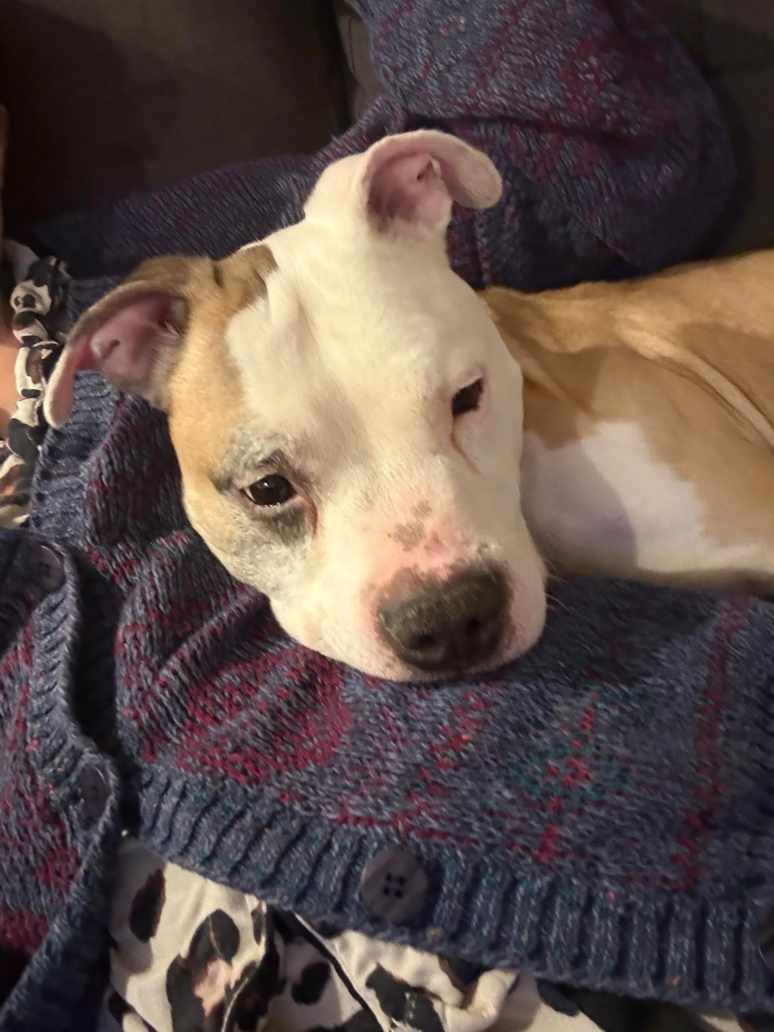 Chase - Pit Bull Terrier