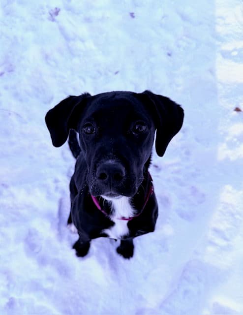 Daisy - Pit Bull Terrier