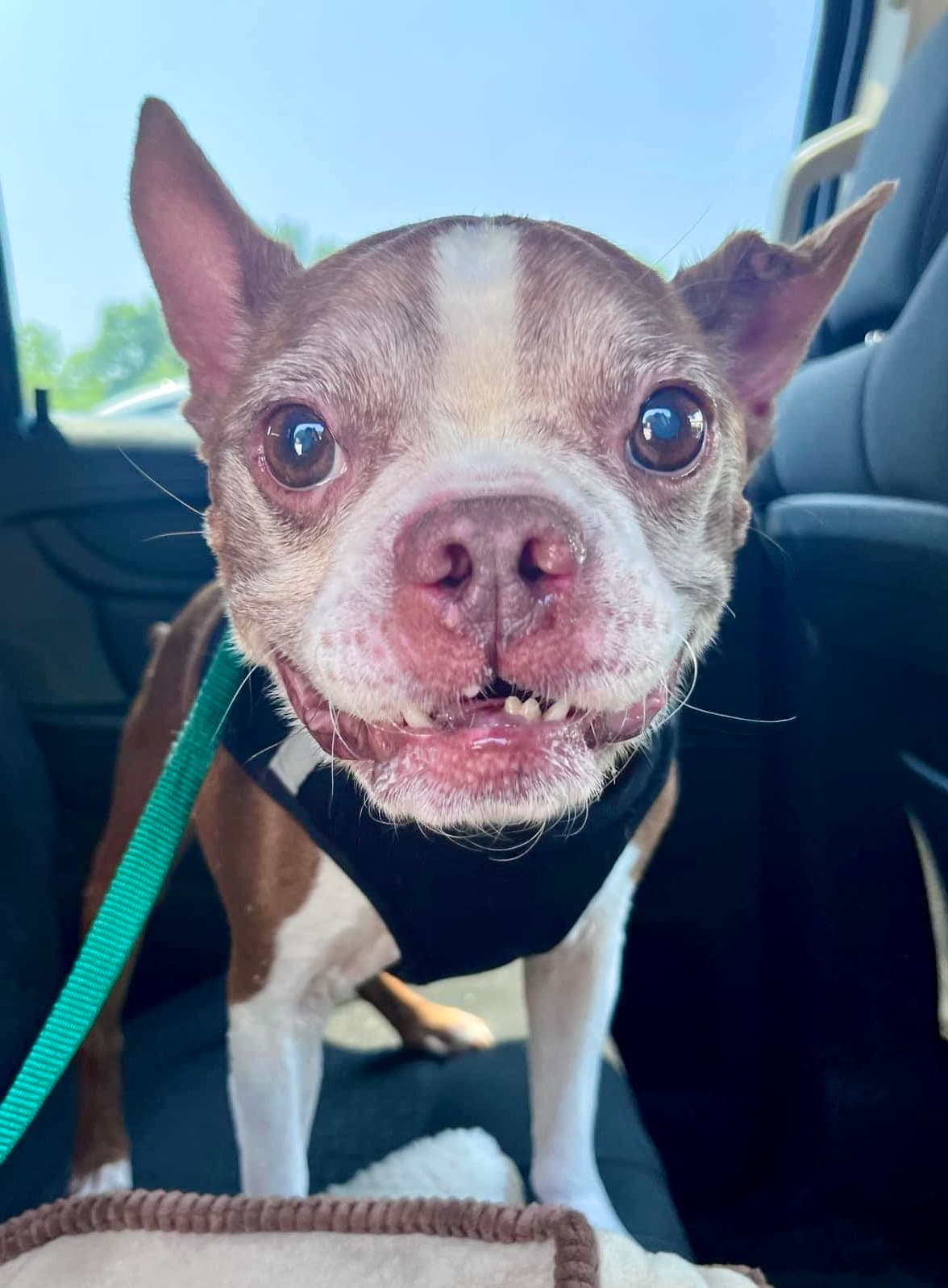 Murphy - Hospice Foster - Boston Terrier