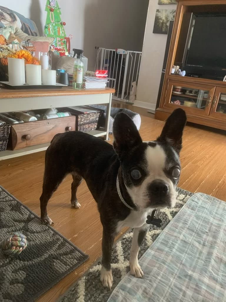 Khloe - Hospice Foster - Boston Terrier