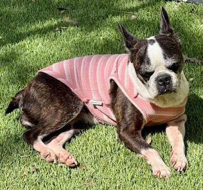 Lulu - Boston Terrier