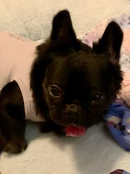 Capone - Special Needs image 4