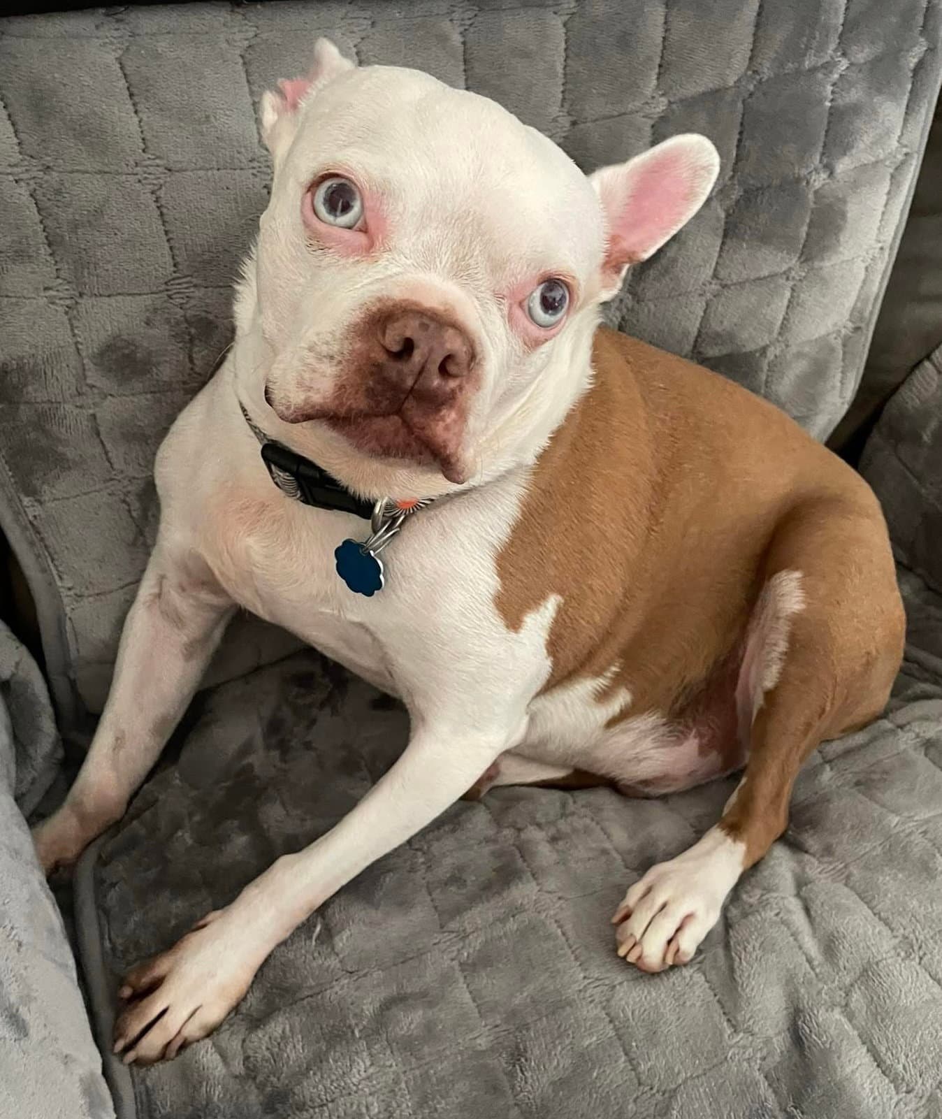 Scout - Hospice Foster - Boston Terrier
