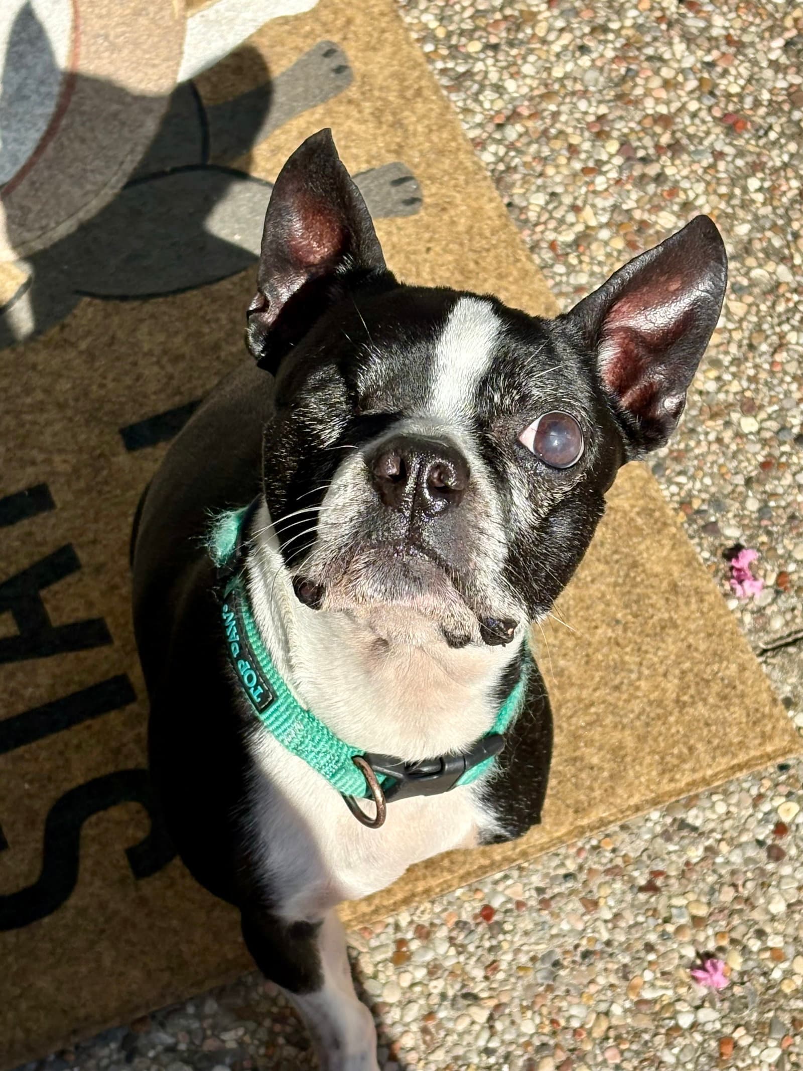 Bo - Boston Terrier