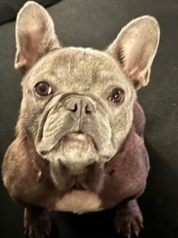 Lila image 2