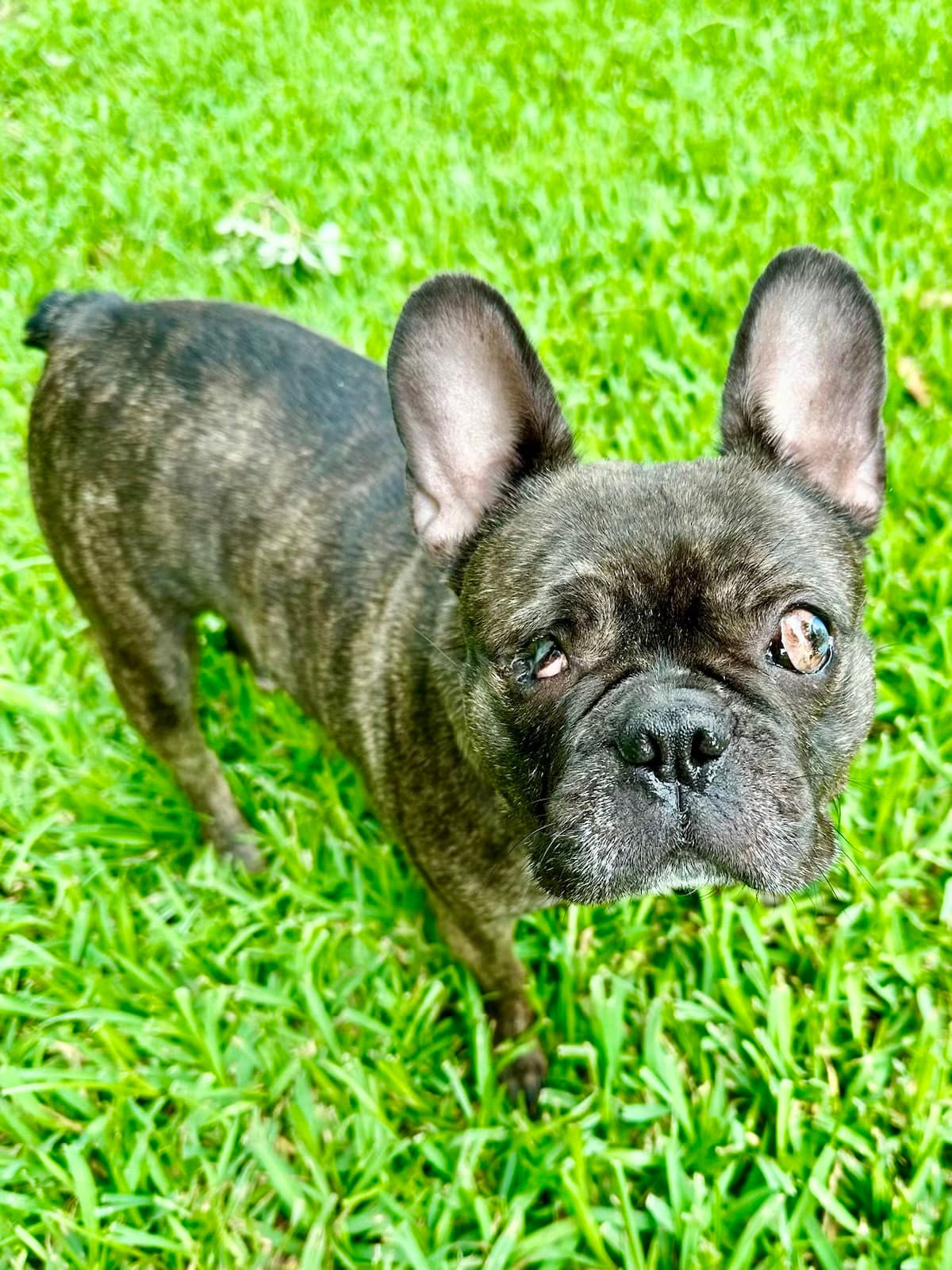 Belle - French Bulldog