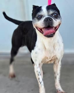 Darcy image 1