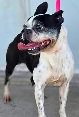 Darcy image 2