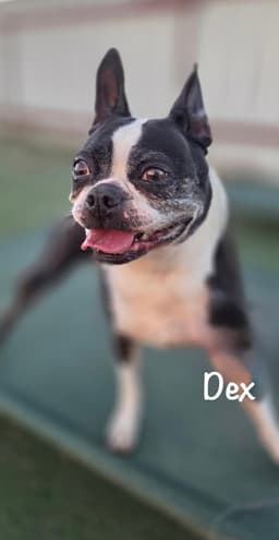 Dex image 2