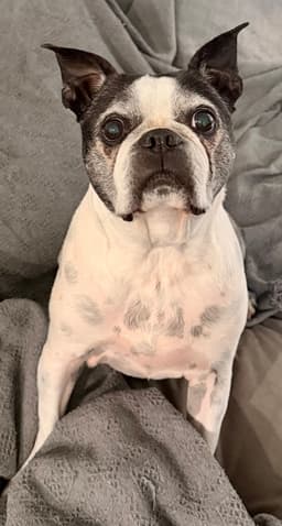 Petey image 1