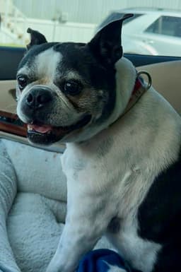 Petey image 2