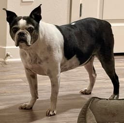 Petey image 4