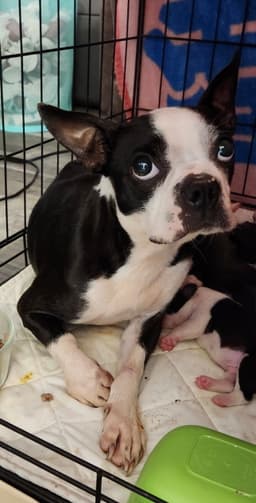 Bella image 1