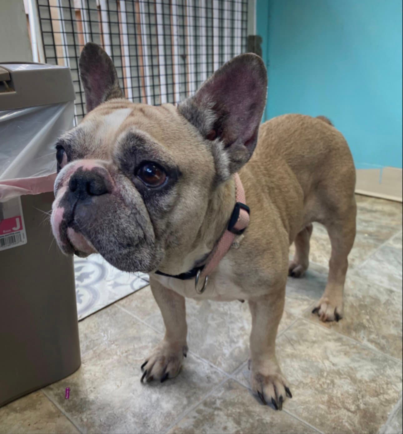 Kaylani - French Bulldog