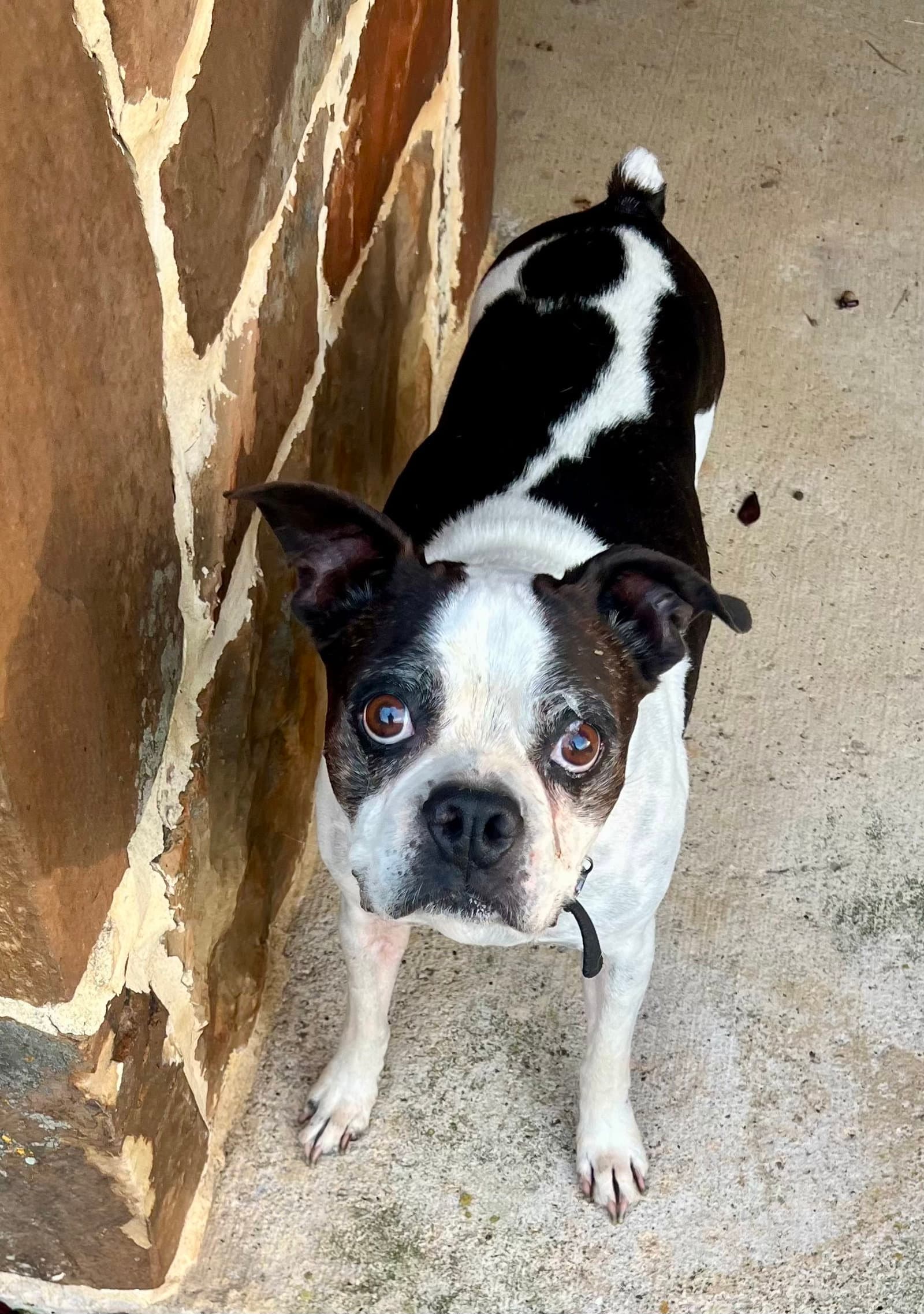 Bandit - Boston Terrier