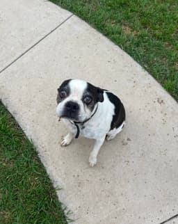 Bandit image 3