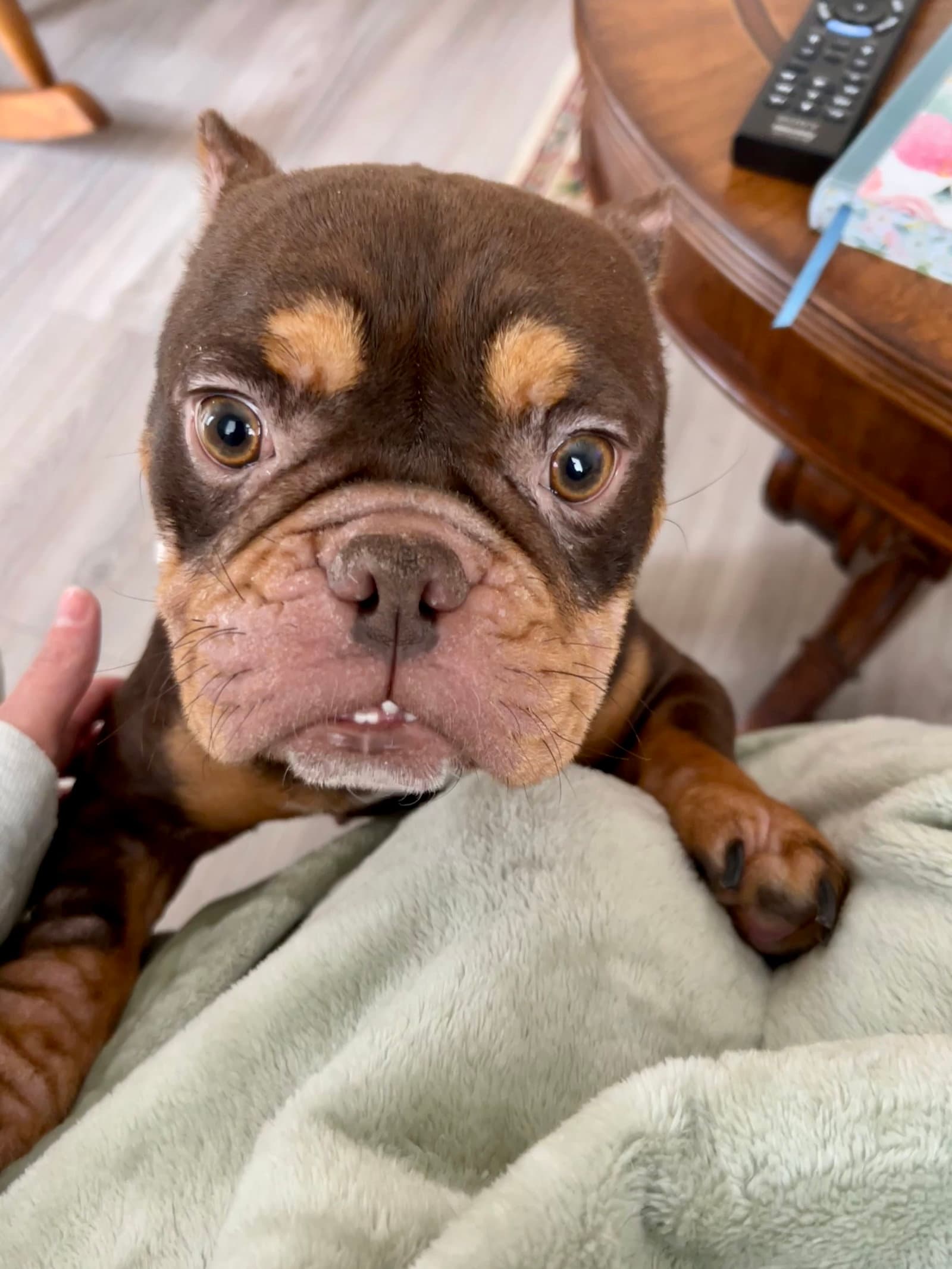 Bella Mia - Available After - French Bulldog