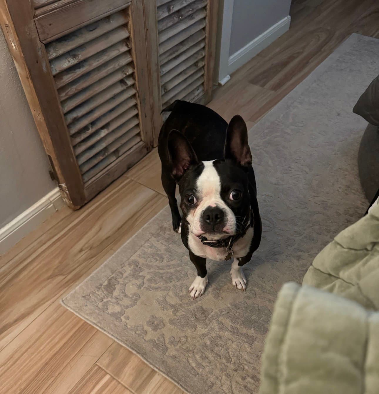 Oliver Available - Boston Terrier