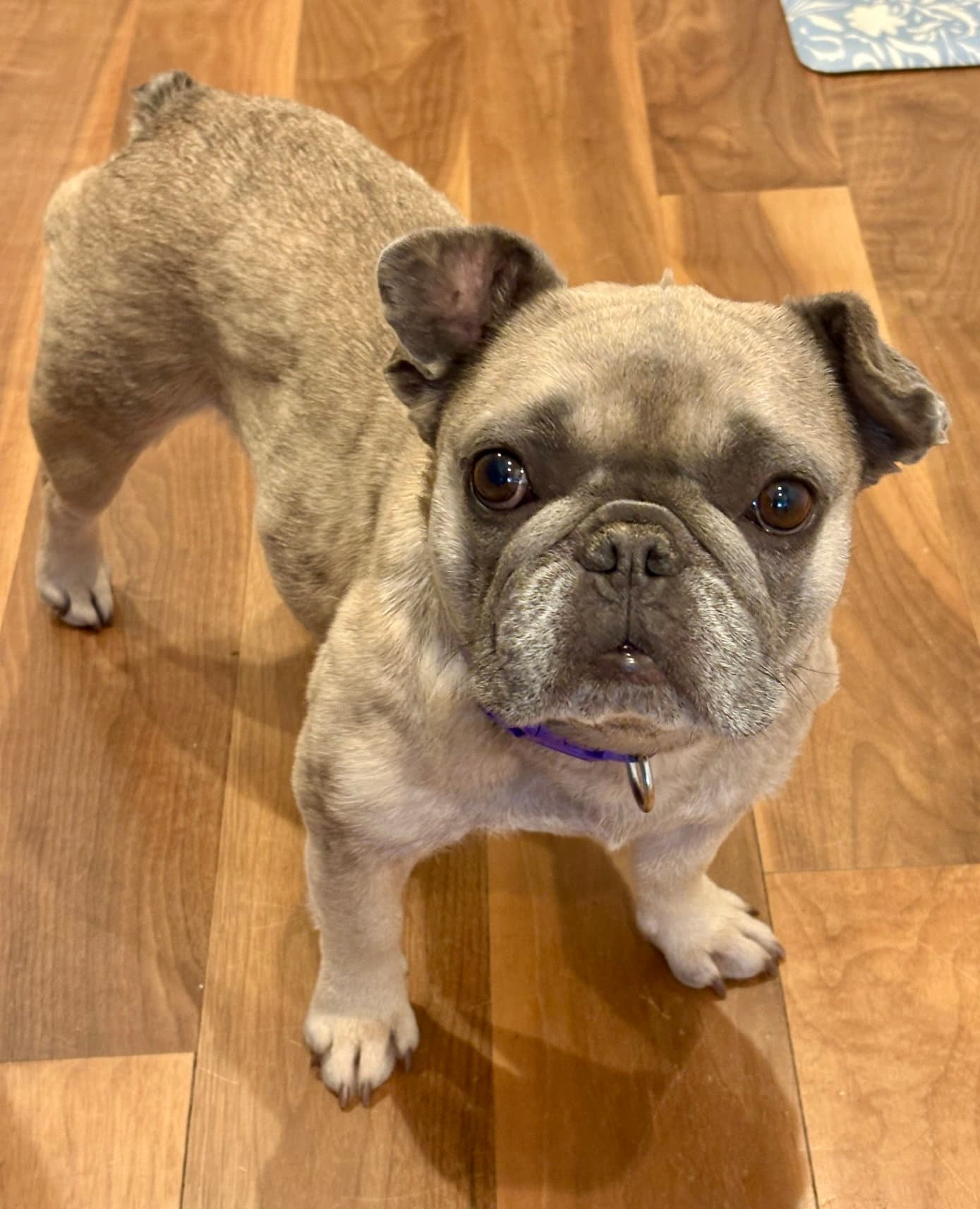 Frida - French Bulldog