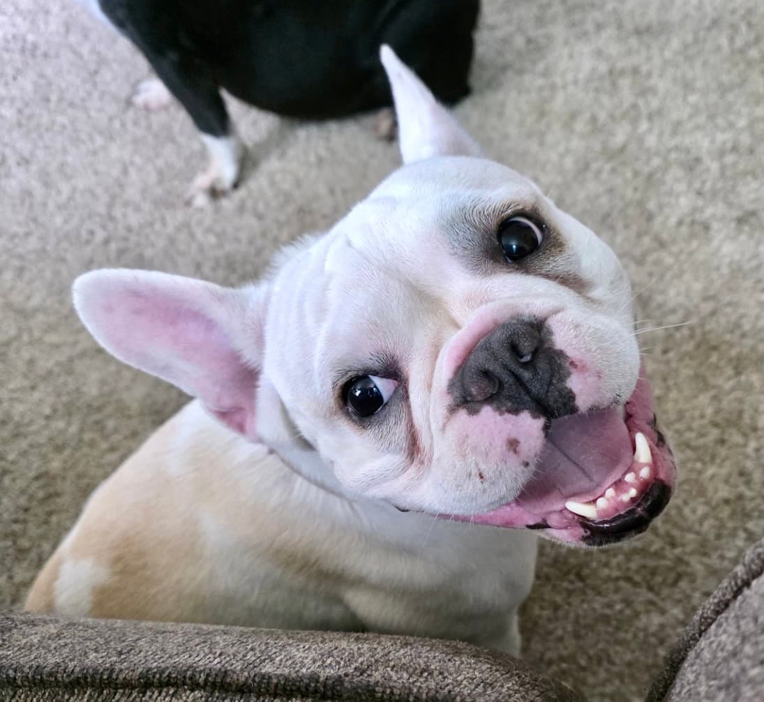 Mercedes - French Bulldog