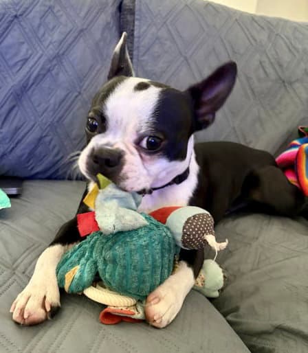 Walter - Boston Terrier
