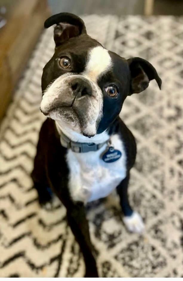 Wally - Boston Terrier