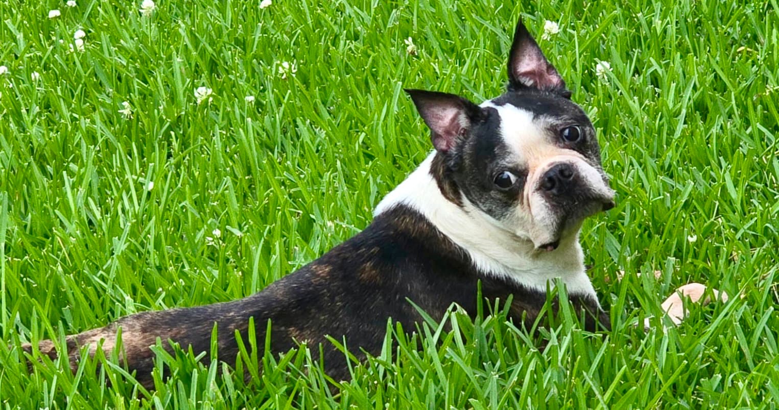 Lexi - Boston Terrier