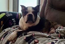 Lexi image 4