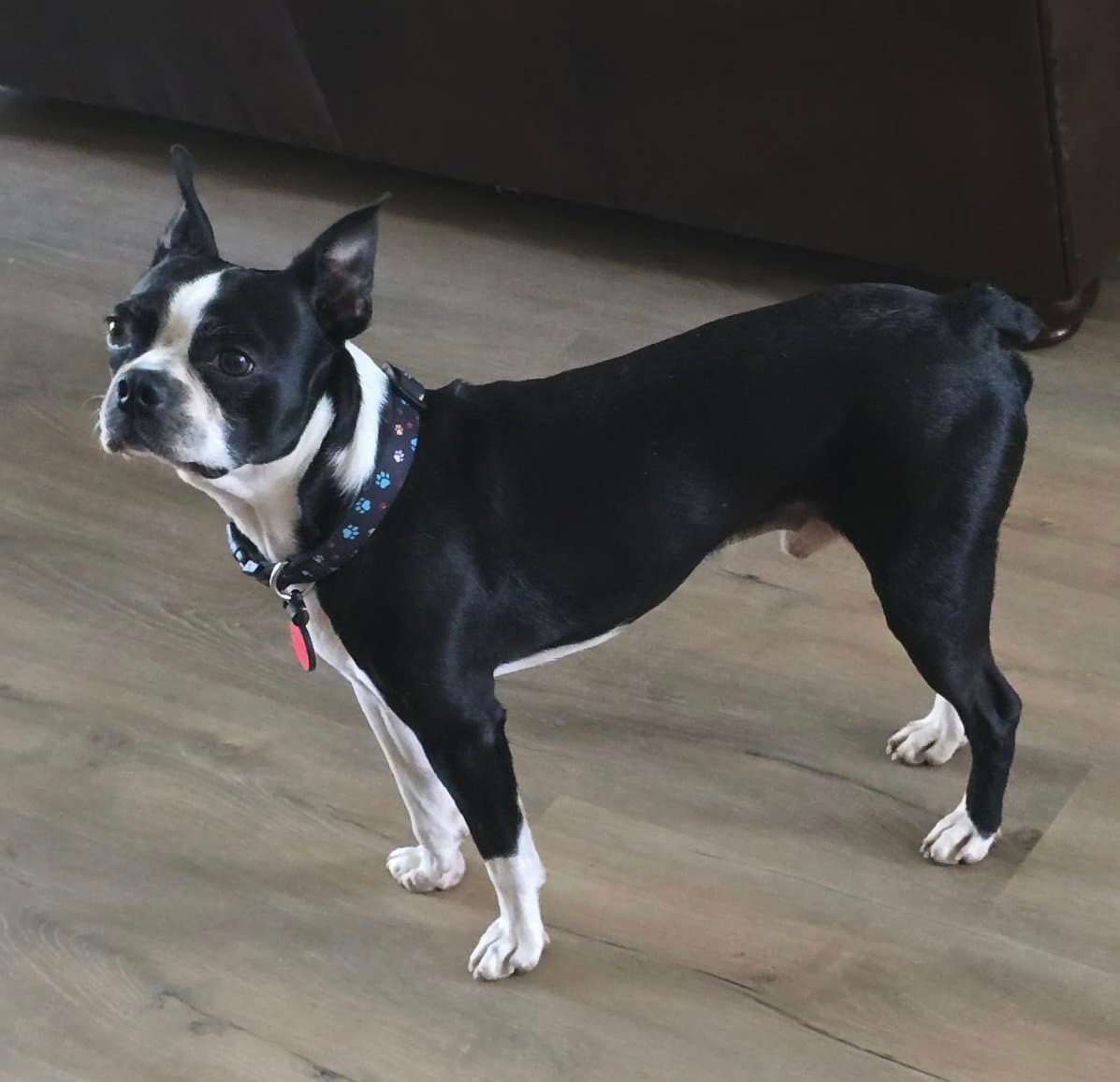 Buddy - Boston Terrier