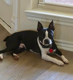 Buddy image 3