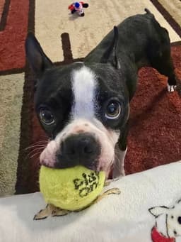 Oreo image 1