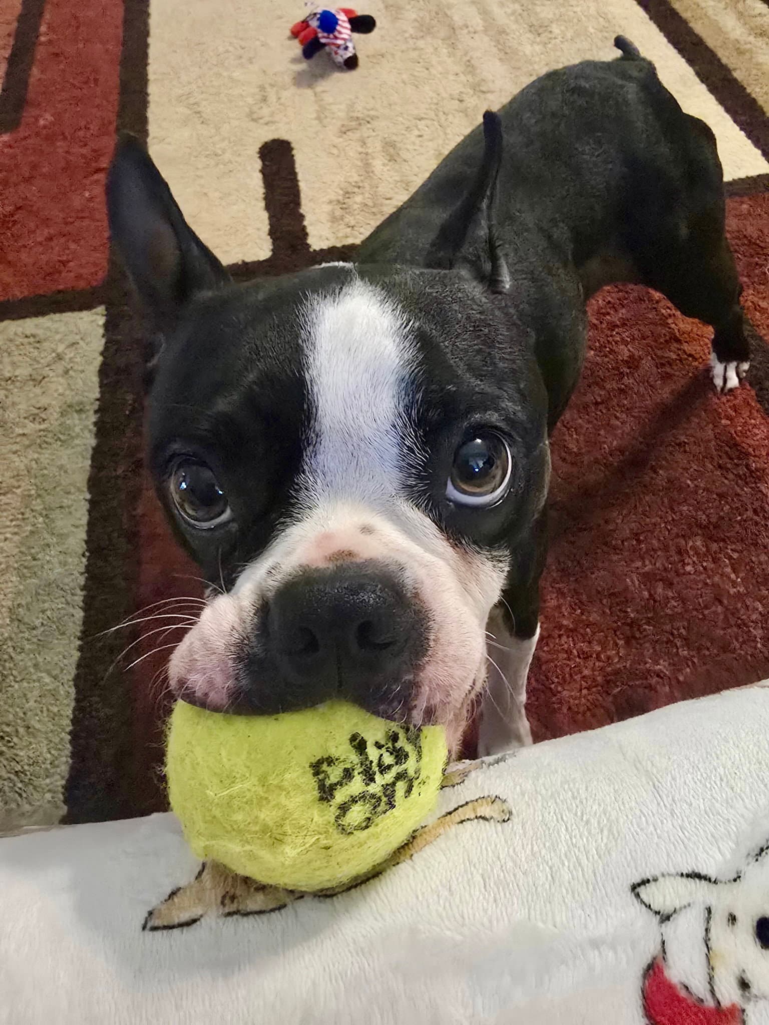Oreo - Boston Terrier
