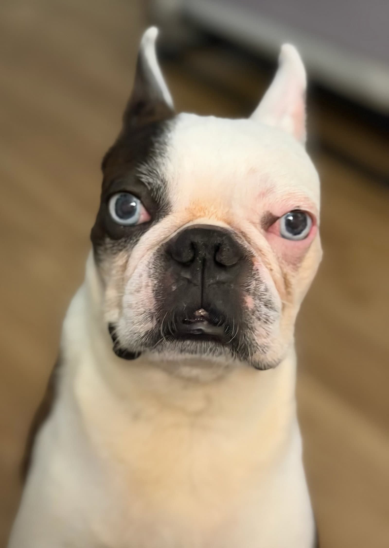 Frankie Blue - Boston Terrier